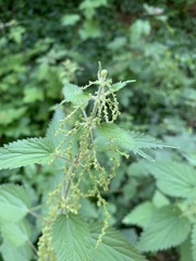 Urtica dioica