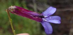 Lobelia tomentosa