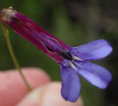 Lobelia tomentosa