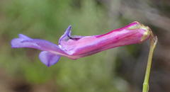 Lobelia tomentosa