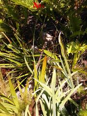Gladiolus cardinalis
