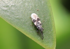 Oxycarenus luctuosus