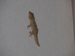 Tarentola mauritanica