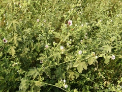 Althaea armeniaca