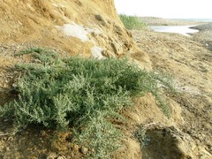 Suaeda prostrata