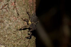 Poropterus ellipticus