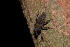 Poropterus ellipticus