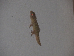 Tarentola mauritanica