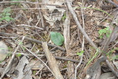Eriochilus cucullatus