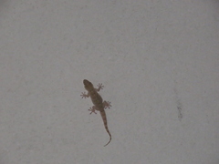 Tarentola mauritanica