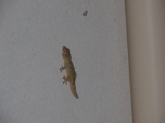 Tarentola mauritanica