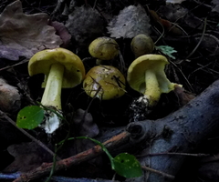 Tricholoma frondosae