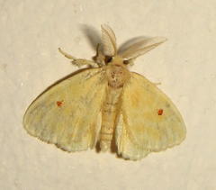 Euproctis bicolor