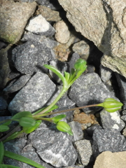 Spergularia tasmanica