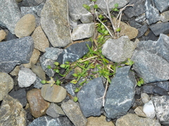Spergularia tasmanica