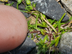 Spergularia tasmanica