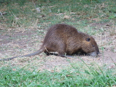 Myocastor coypus