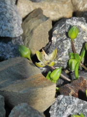 Spergularia tasmanica