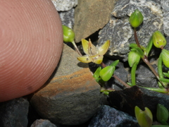 Spergularia tasmanica