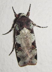 Mentaxya ignicollis