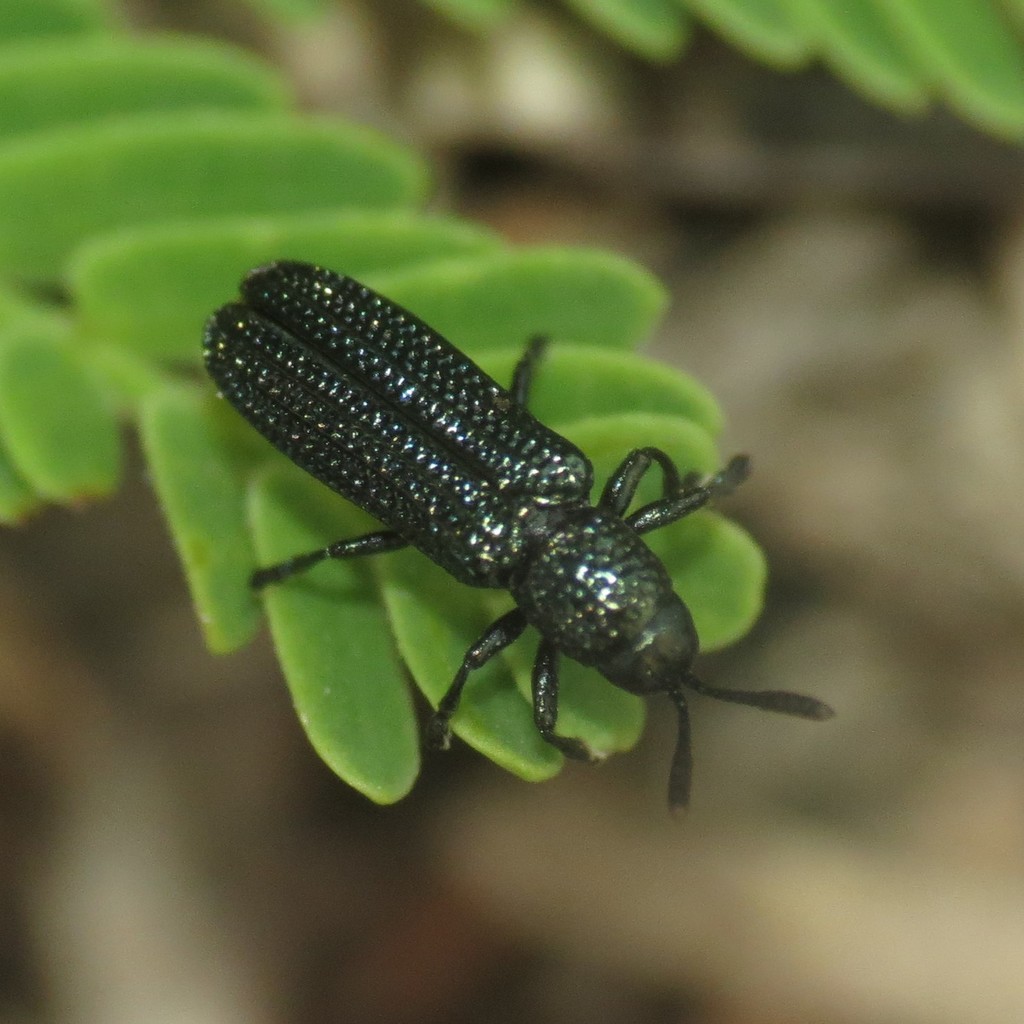 Anisostena cyanea
