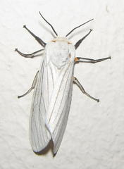 Ustjuzhania lineata