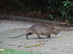 Myocastor coypus