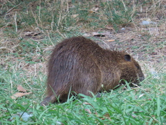Myocastor coypus
