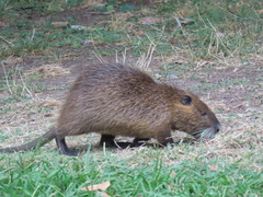 Myocastor coypus