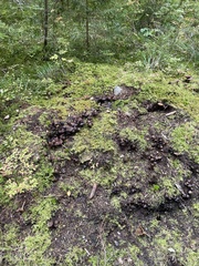 Hypholoma marginatum