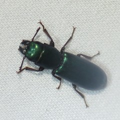 Temnoscheila acuta