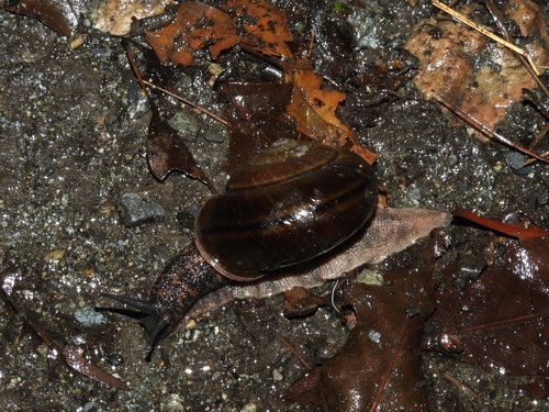 Genus Satsuma · iNaturalist