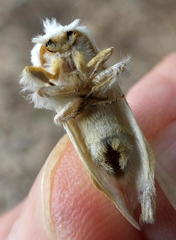 Naroma varipes