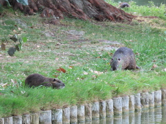 Myocastor coypus