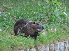 Myocastor coypus