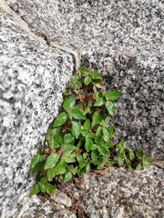 Parietaria lusitanica