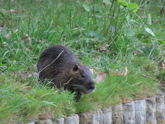 Myocastor coypus