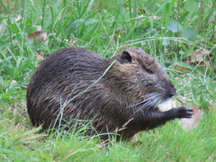 Myocastor coypus