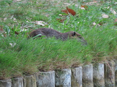 Myocastor coypus