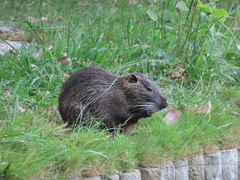 Myocastor coypus