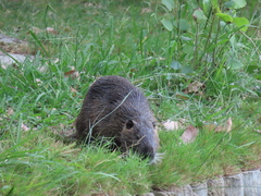 Myocastor coypus