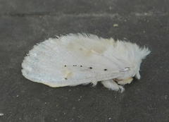 Naroma varipes