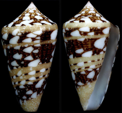 Conus ammiralis