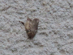 Lepidoptera