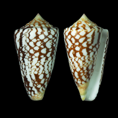 Conus ammiralis