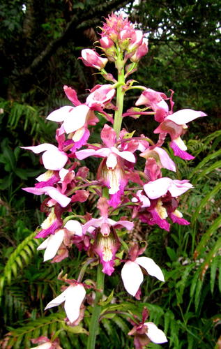 Purple Vlei Harlequin
