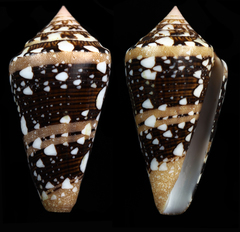 Conus ammiralis