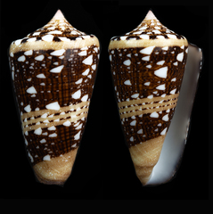 Conus ammiralis