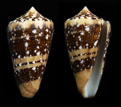 Conus ammiralis