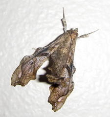 Terastia africana